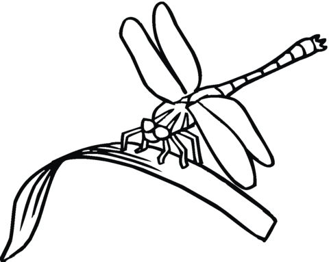 Dragonfly Is Eating Coloring Page